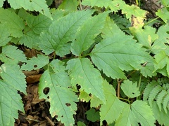 Actaea podocarpa