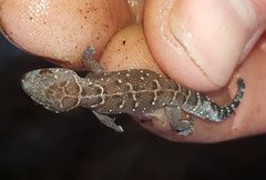 Pachydactylus vansoni