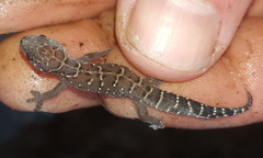 Pachydactylus vansoni