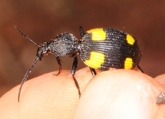 Craspedophorus