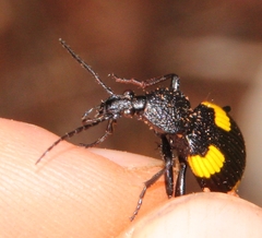 Craspedophorus