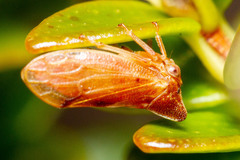 Melizoderes