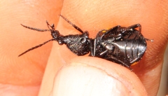 Craspedophorus