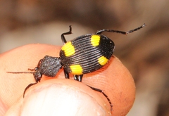 Craspedophorus