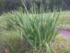 Iris lactea biglumis
