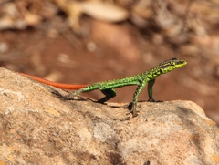 Sekhukune Flat Lizard photo 2