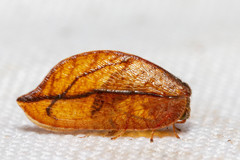 Conchopterella stangei