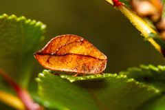 Conchopterella stangei