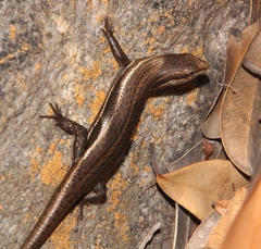 Trachylepis laevigata
