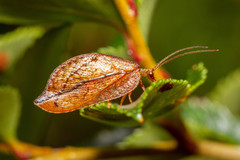 Conchopterella stangei