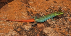 Platysaurus