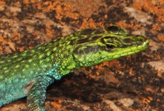 Platysaurus