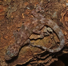 Afroedura rupestris