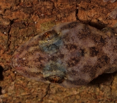 Afroedura rupestris