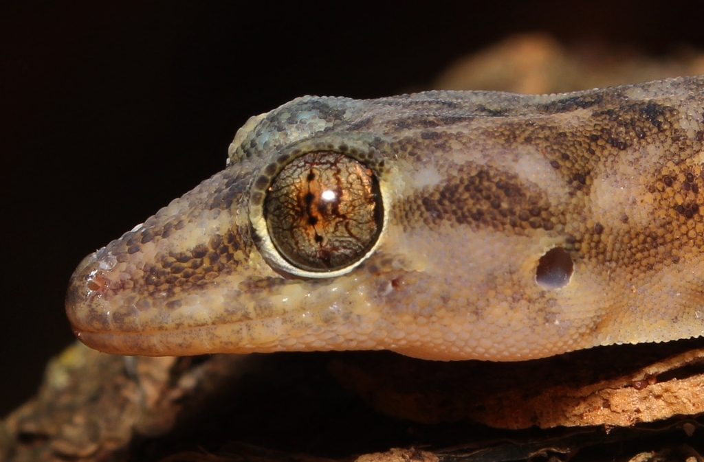 Abel Erasmus Flat Gecko