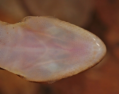 Afroedura rupestris