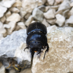 Lucanus barbarossa