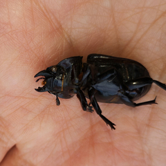 Lucanus barbarossa