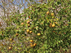 Pyrus pyrifolia