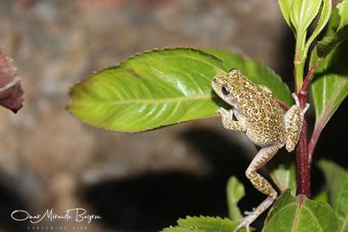 Common Marsupial Frog