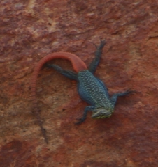 Platysaurus