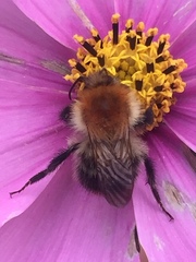 Bombus pascuorum