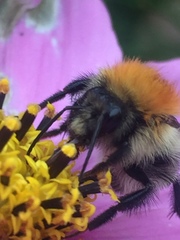 Bombus pascuorum