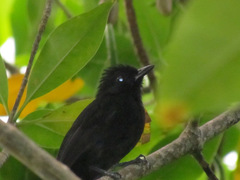 Thamnophilus nigriceps