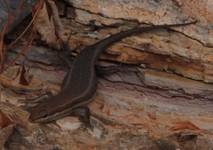 Trachylepis damarana