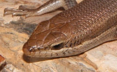 Trachylepis damarana