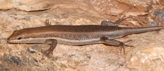 Trachylepis damarana