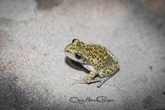 Gastrotheca marsupiata