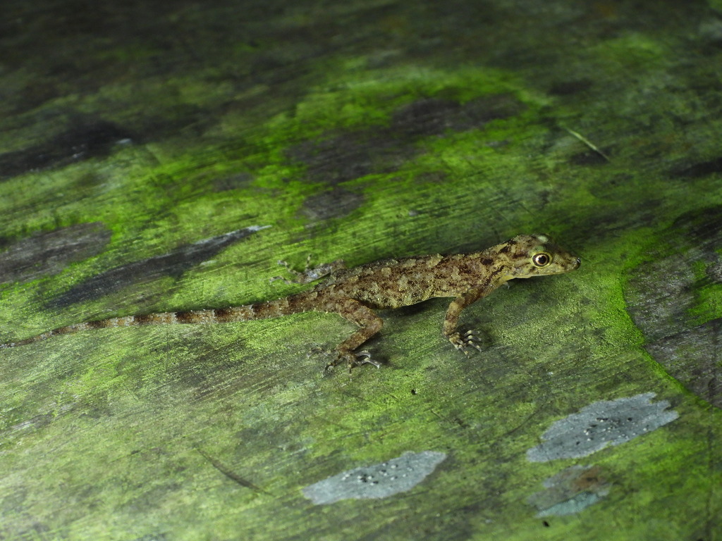 Lan Saka Rock Gecko