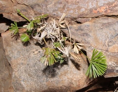 Actiniopteris radiata