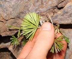 Actiniopteris radiata