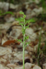 Platanthera hookeri