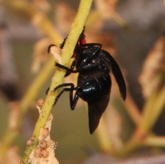 Bromophila caffra