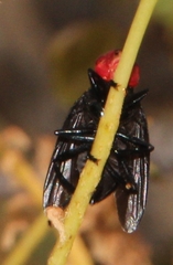 Bromophila caffra