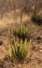 Aloe pienaarii
