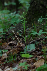 Platanthera hookeri