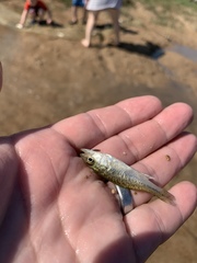 Micropterus punctulatus