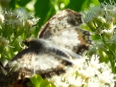Antigonus emorsa