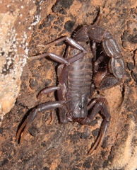 Parabuthus transvaalicus