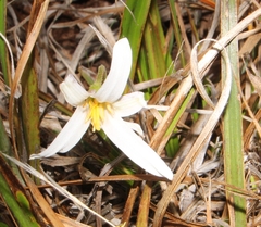 Xerophyta schlechteri