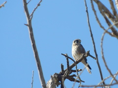 Falco sparverius