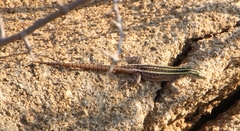 Platysaurus intermedius intermedius
