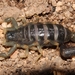 Olive-brown Lesser-Thicktail Scorpion - Photo (c) Alex Rebelo, some rights reserved (CC BY-NC), uploaded by Alex Rebelo