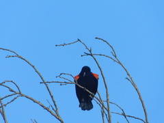 Agelaius phoeniceus
