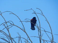 Agelaius phoeniceus