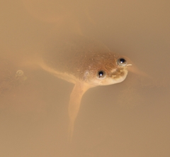 Xenopus